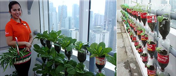 Citadines Salcedo Makati created an eco-friendly roof deck garden that now produces organic vegetables for its residents!