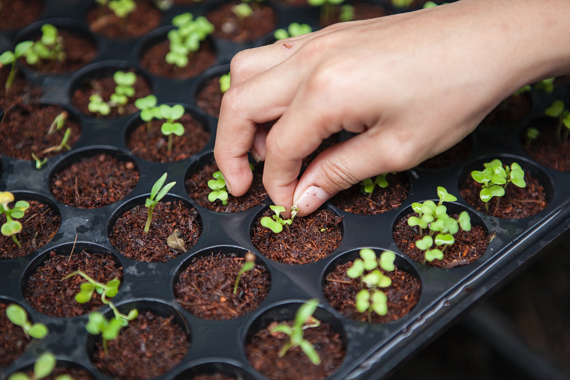 urban farming stock image